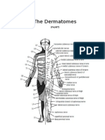 The Dermatomes