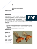 Drosophila Melanogaster 1