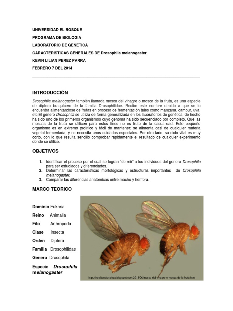 Diferencias Morfológicas en Drosophila | PDF | Drosophila melanogaster ...