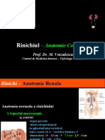 Rinichiul - Anatomie Corelativa