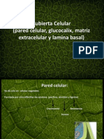 Cubierta Celular Pared Celular, Glucocalix, Matriz Extracelular y Lamina Basal)l