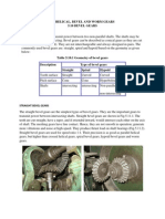 Bevel Gear