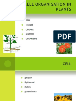 Organs and Systems in Plants