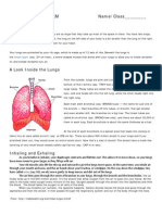 Respiratory System