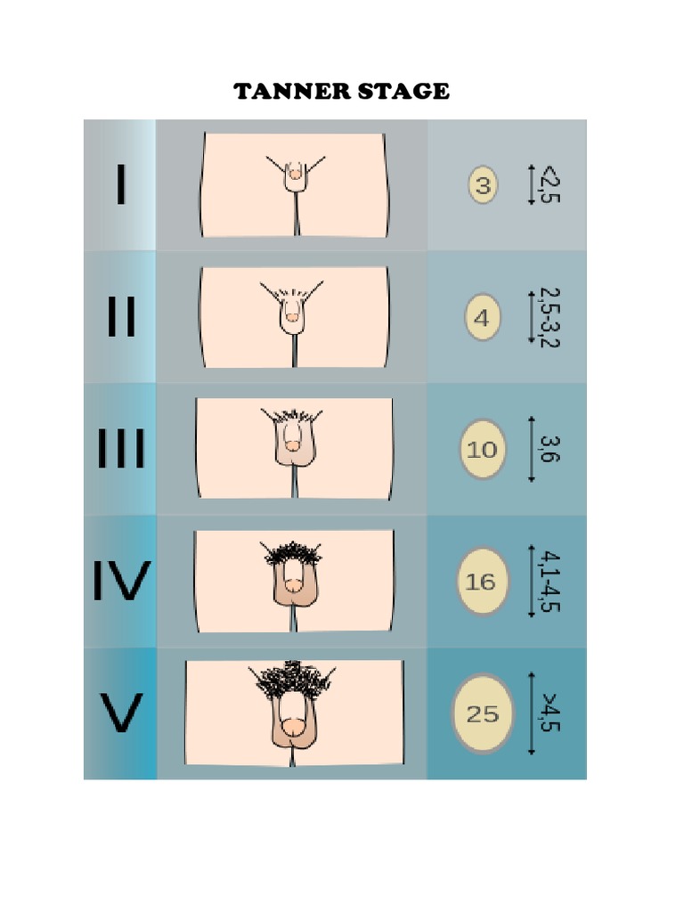 tanner scale 