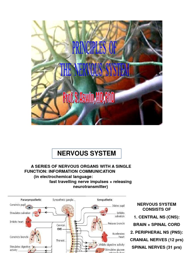 Week 1 - 1. Principles of Nervous System | PDF | Chemical Synapse | Neuron