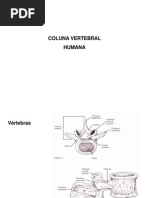 Ossos Coluna Vertebral