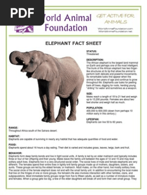 Elephant