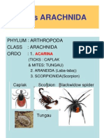 Phylum: Arthropoda Class: Arachnida Ordo: 1