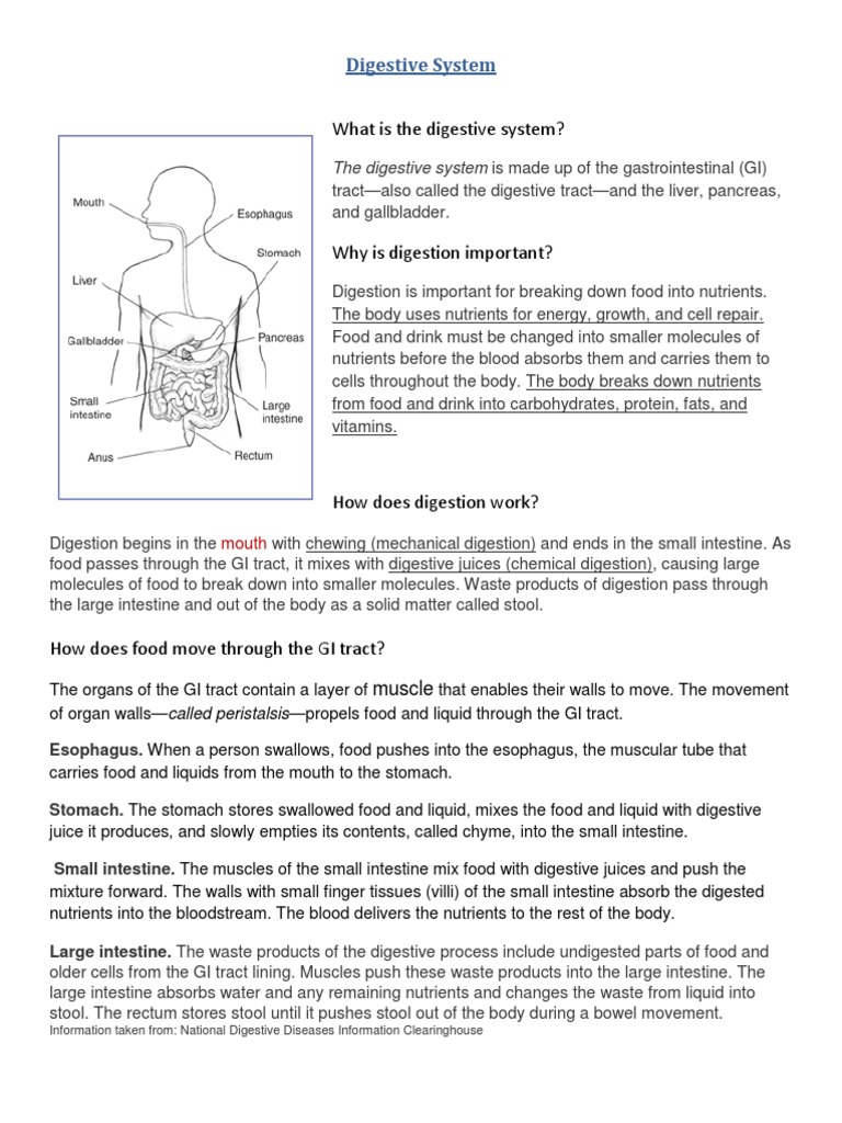 Digestive System Worksheets Gastrointestinal Tract Digestion