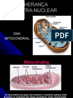Aula 8 DNA mitocondrial