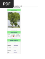 Download Swietenia mahagoni by milos010 SN233390659 doc pdf