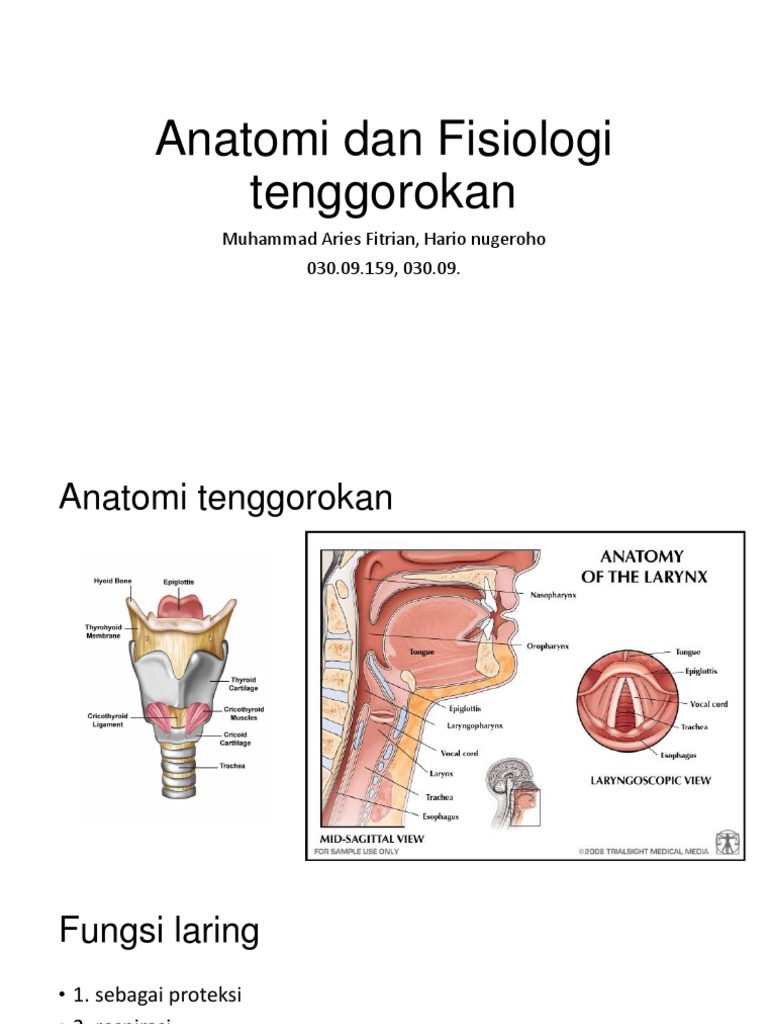 Anatomi  Dan Fisiologi Tenggorokan   Anatomi  Dan Fisiologi Tenggorokan