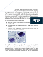 Background: 3 mRNA, Although Levels May Be Somewhat Less Than Wild Type. (D) Late 4-Cell Stage Embryo