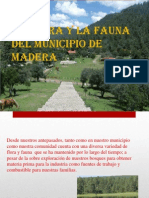 Flora y fauna del municipio de Madera, hogar del oso negro
