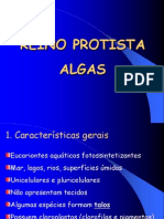 Reino Protista: Características e Classificação das Principais Algas