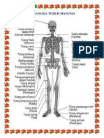 Kerangka Tubuh Manusia