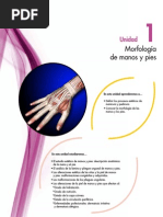 Anatomía de La Uña y Sus Partes | PDF | Clavo (anatomía) | Sistema ...