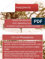 Phaeophyta