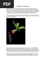 11gênero gangora