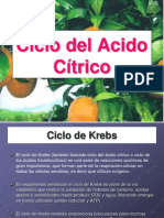 Ciclo Del Acido Citrico