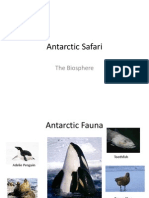 Antarctic Safari