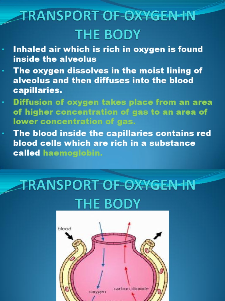 Transport of Oxygen in the Body Blood Capillary