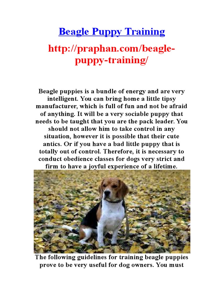 Beagle Puppy Training Http//praphan Com/beaglePuppyTraining