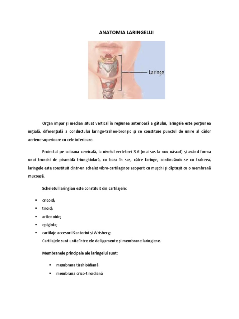 Anatomia Laringelui | PDF