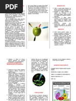 Download TRIPTICO ALIMENTOS TRANSGENICOS by Dilan Germanotta SN233835388 doc pdf