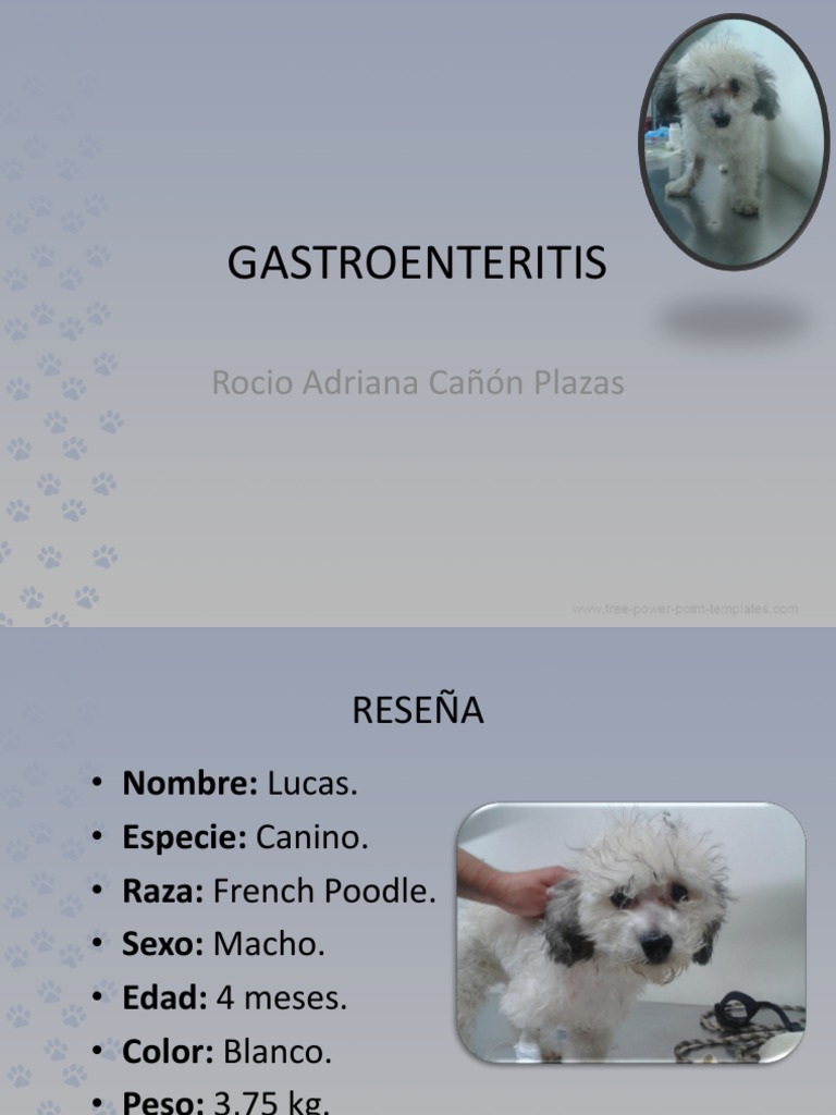 Tratamiento de Gastroenteritis Canina | PDF | Diarrea | Microbiología