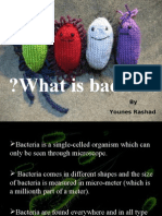 What Is Bacteria