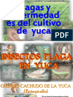 Plagas y Enfermedades de La Yuca