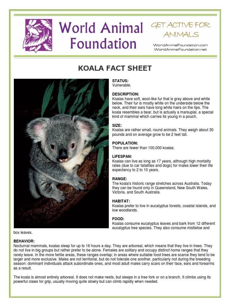 Koala | PDF | Science & Mathematics