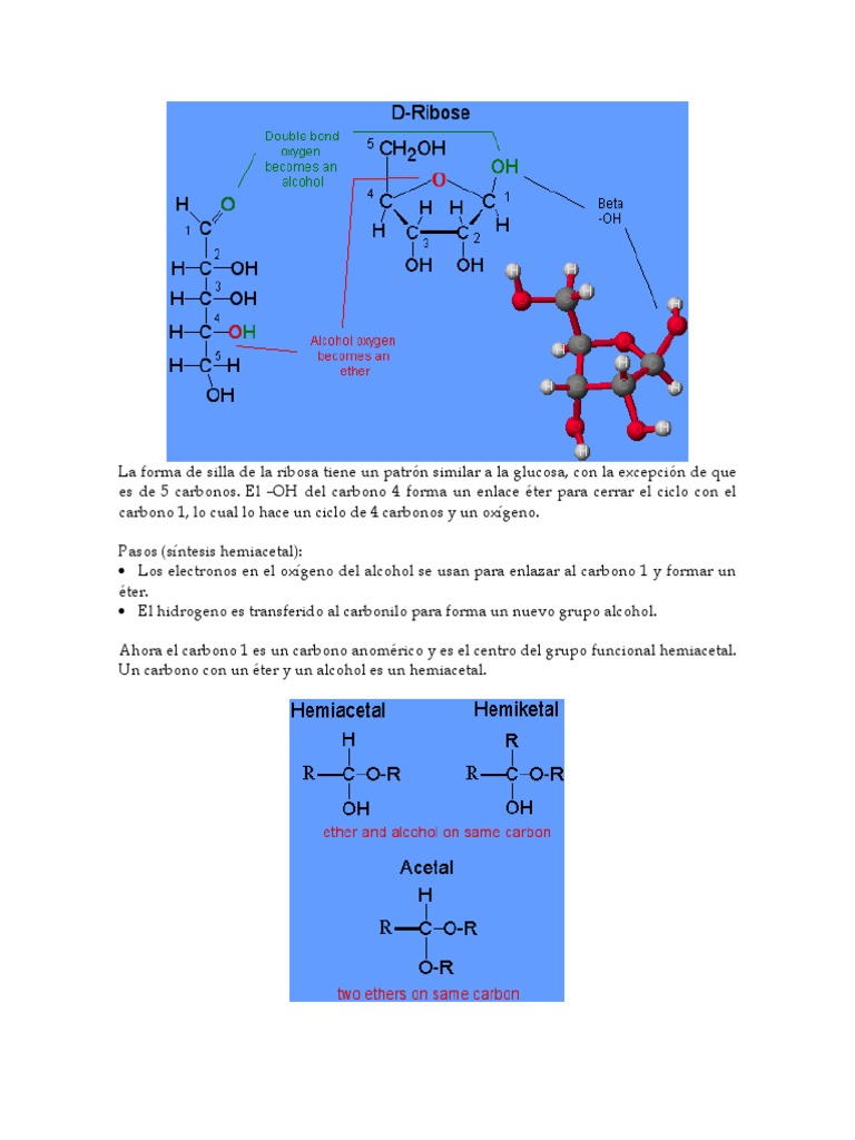 estructura-c-clica-de-la-ribosa-y-su-hemiacetal-pdf