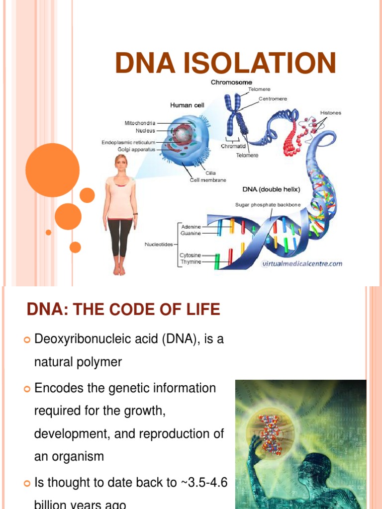 DNA Isolation | PDF | Dna | Denaturation (Biochemistry)