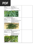 Download Folium simplisia by PraaIthuwMitha SN234107669 doc pdf