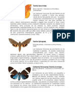 Tipos de Mariposa Guatemala