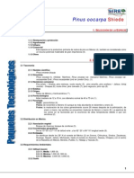 974pinus Oocarpa