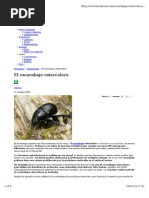 Escarabajo Estiercolero
