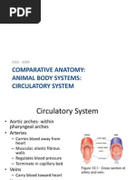 Circulatory System Ppt Artery Heart