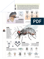 Anatomía de Los Insectos