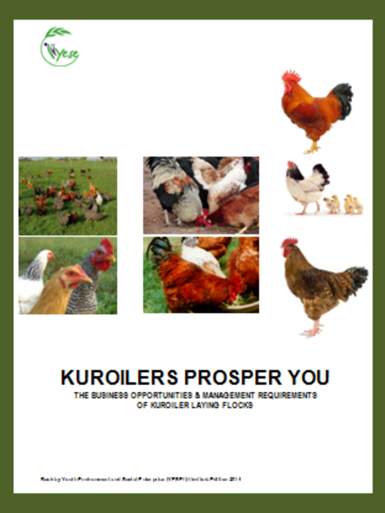 kuroiler chicken business plan