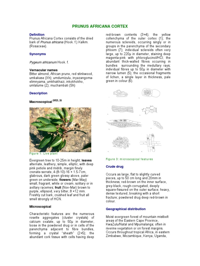 Prunus Africana Cortex PDF Wellness Medical