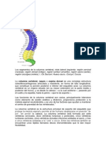 Columna vertebral.docx