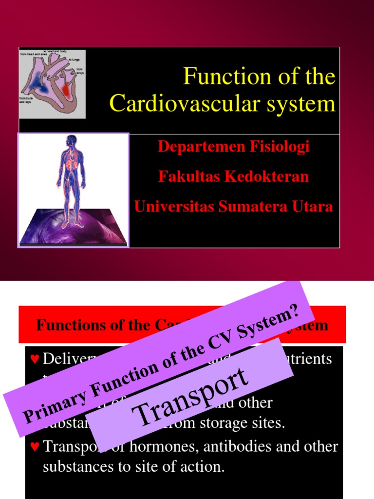 Cardiovascular System Functions Explained | PDF | Heart | Circulatory ...