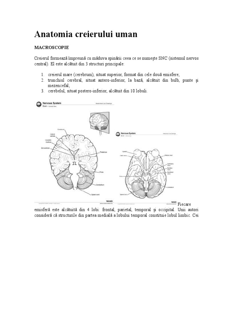 Anatomia Creierului | PDF