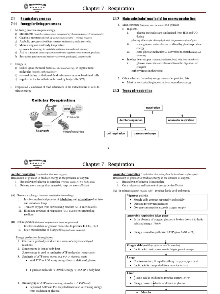 Form 4 Biology Chapter 7 - Respiration | PDF | Respiratory System ...