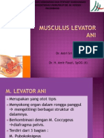 m.levator Ani 22052014