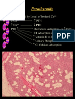 Parathyroids: Controlled by Level of Ionized Ca Ca Ca